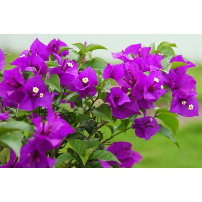 5 CÂY HOA GIẤY MIX ĐỦ MÀU