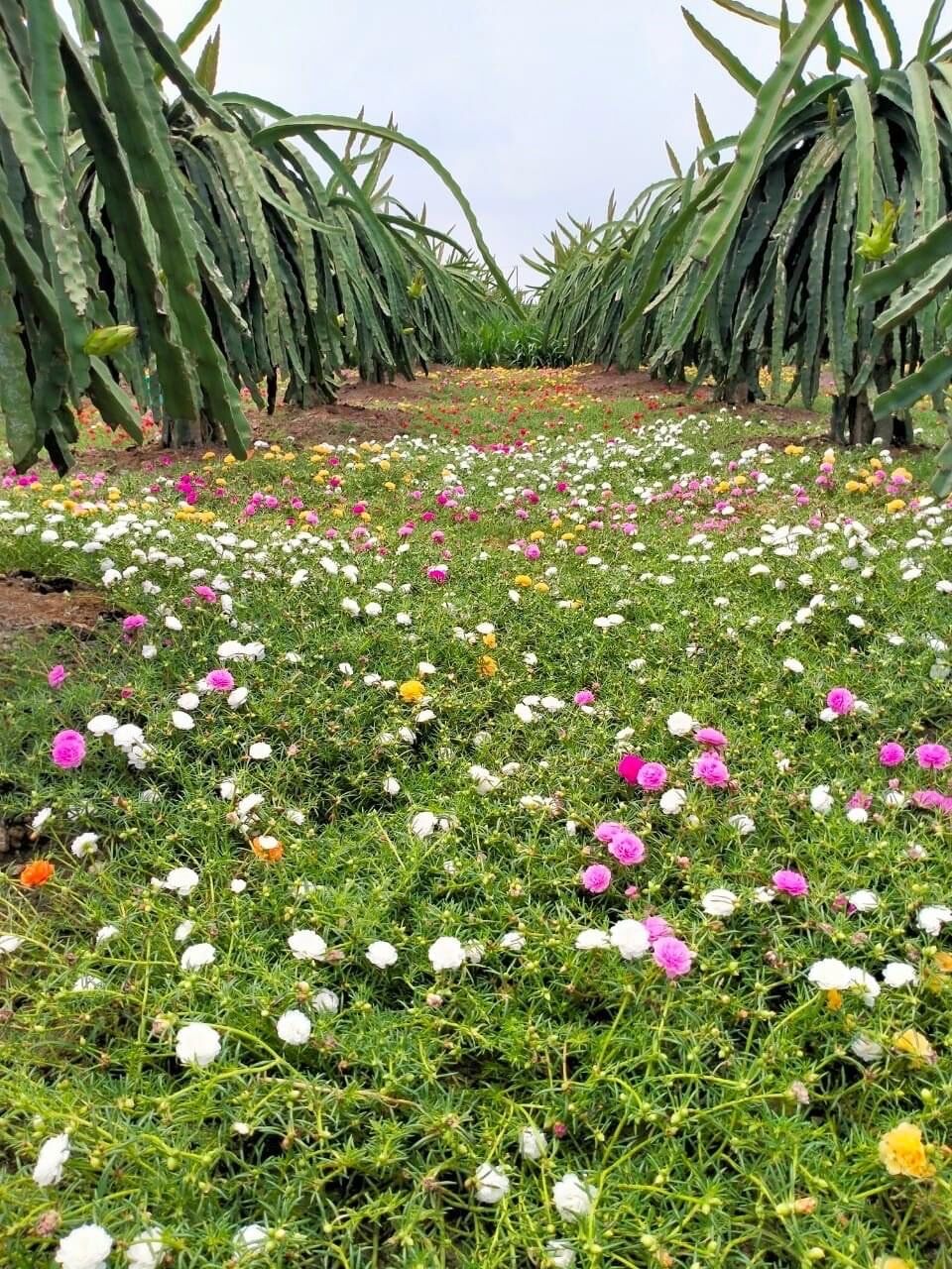 hoa mười giờ thái kép (1 bó)