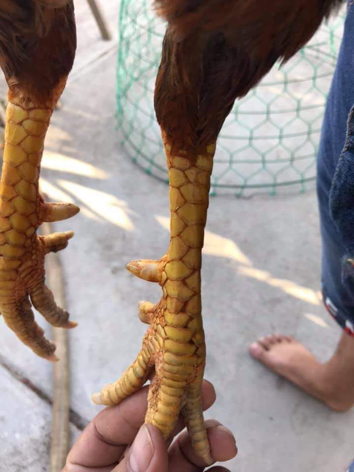 10 trứng gà ấp nở con giống