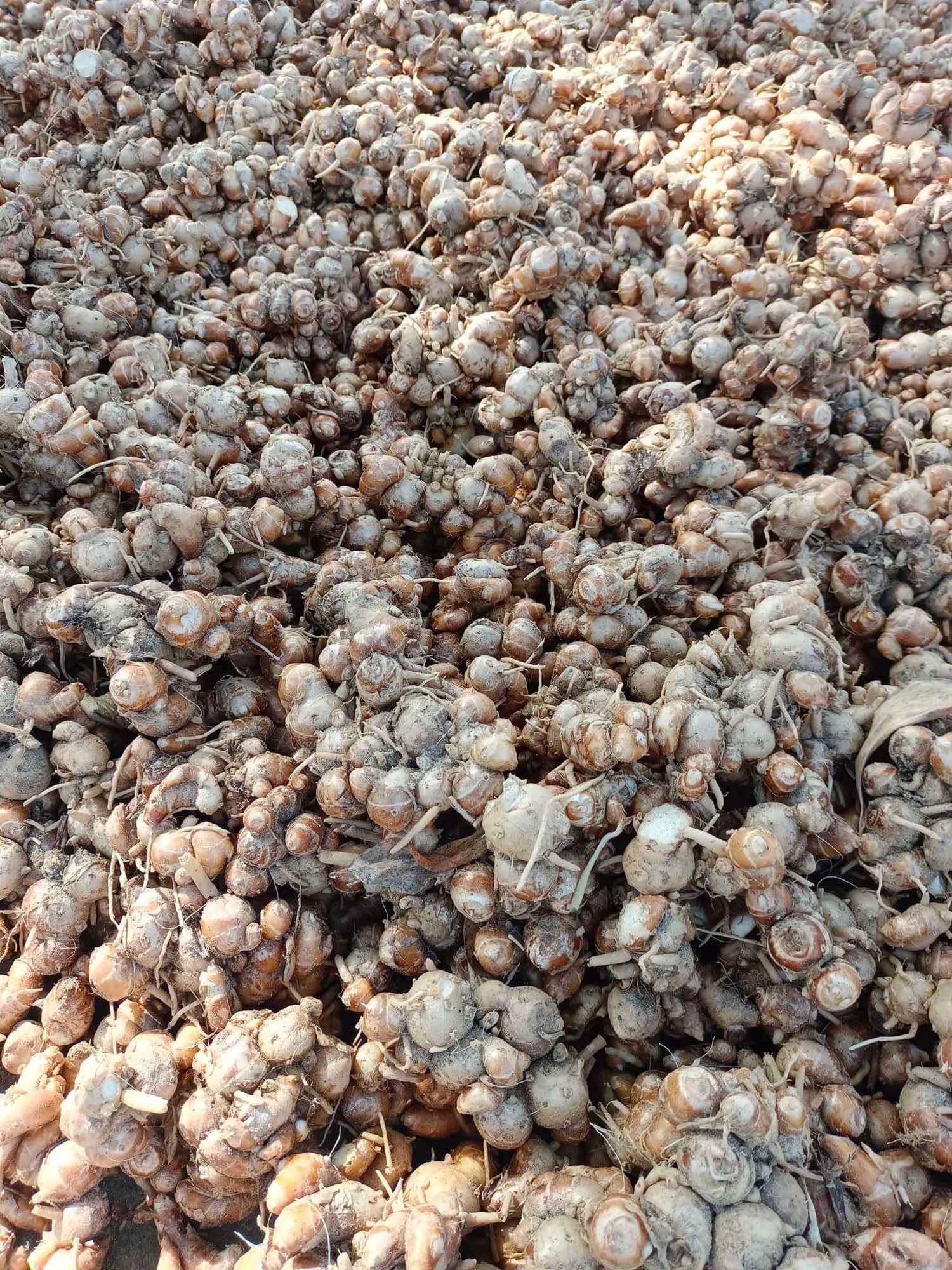 Địa liền tươi 1kg( Củ to, già đều, đã làm sạch sẽ)