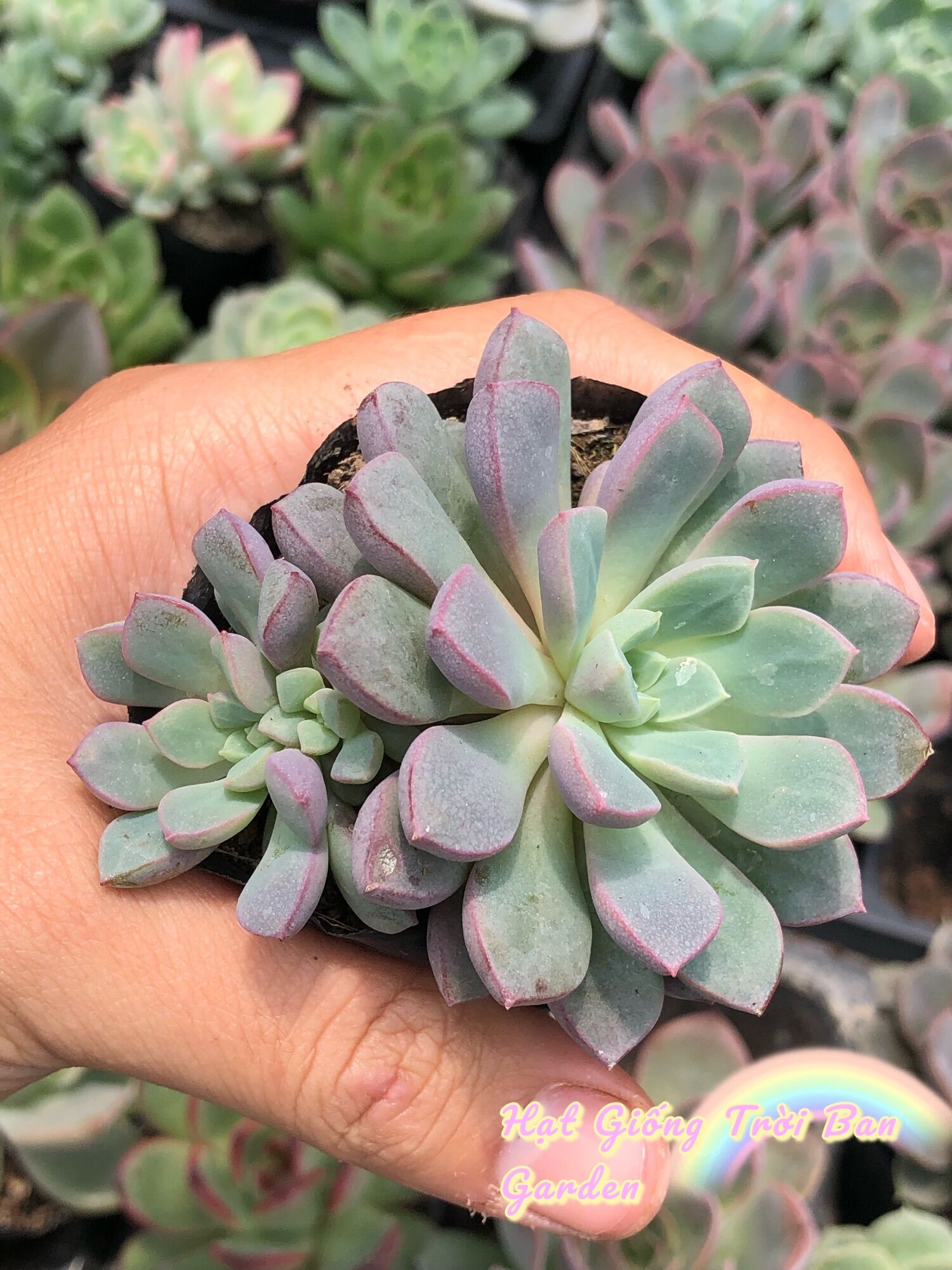 SEN ĐÁ SIM TÍM SIZE 5-7 cm - XUẤT VƯỜN ĐÀ LẠT 😍 ĐÃ THUẦN KHÍ HẬU 🤑 SỐ LƯỢNG CÓ HẠN 🤫