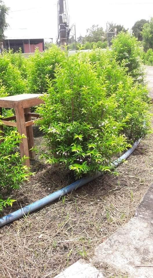 @7798467O2 ZL Mai chiếu thủy lá trung siêu hoa