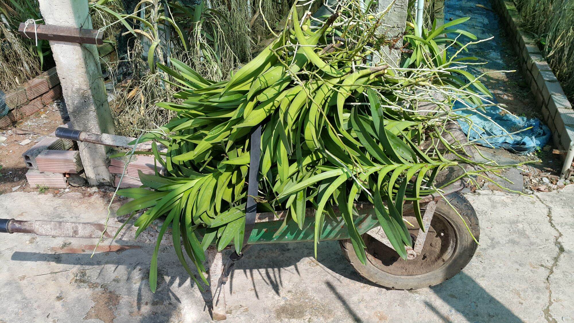 10 cây lan giống mokara
