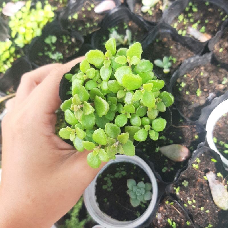 [HCM]CÂY VẢY RỒNG 10cm