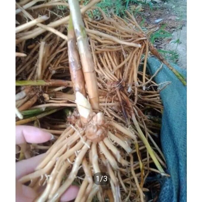 Combo 5 gốc măng tây size nhỏ trồng thử