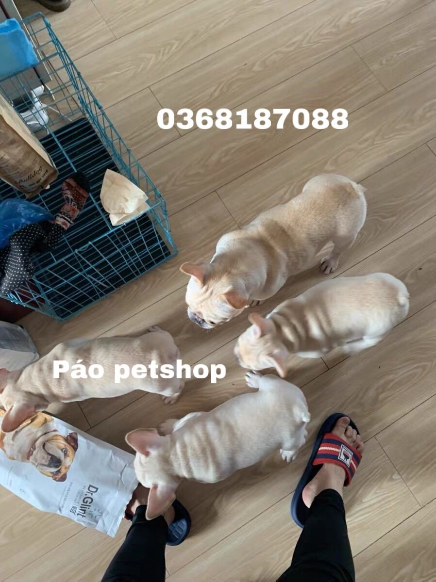 Thức ăn hạt cho chó DR.glint bull pháp 2kg