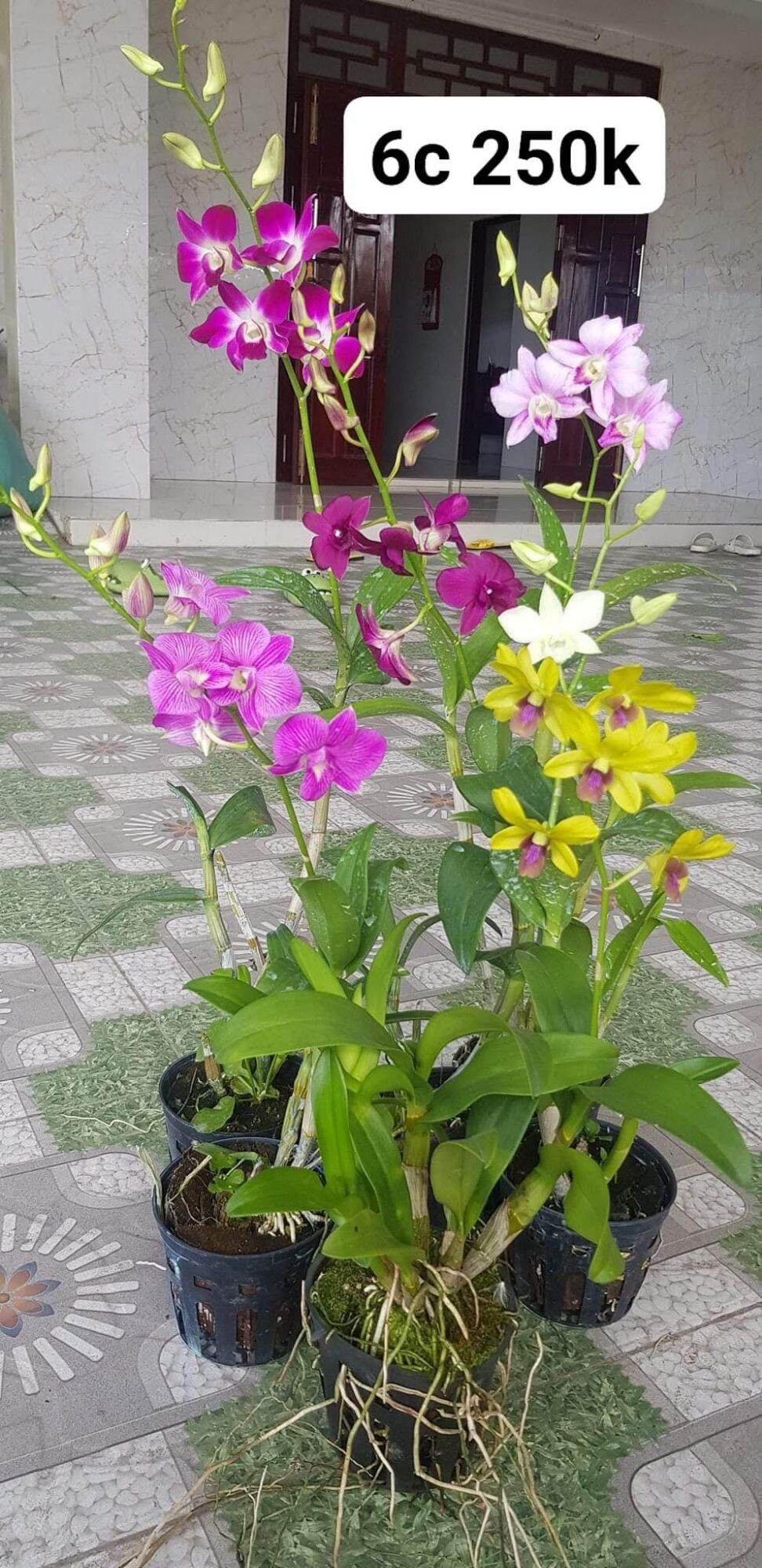Lan dendro đang nụ và hoa . combo 6 chậu 6 màu