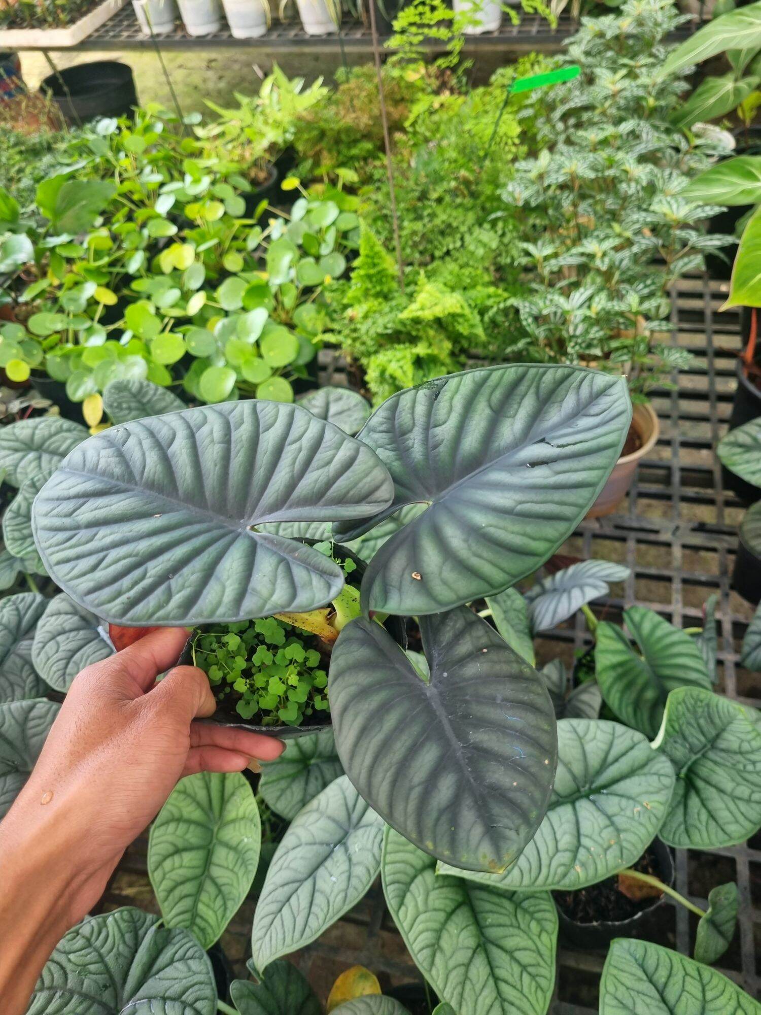 Cây Alocasia Nebula