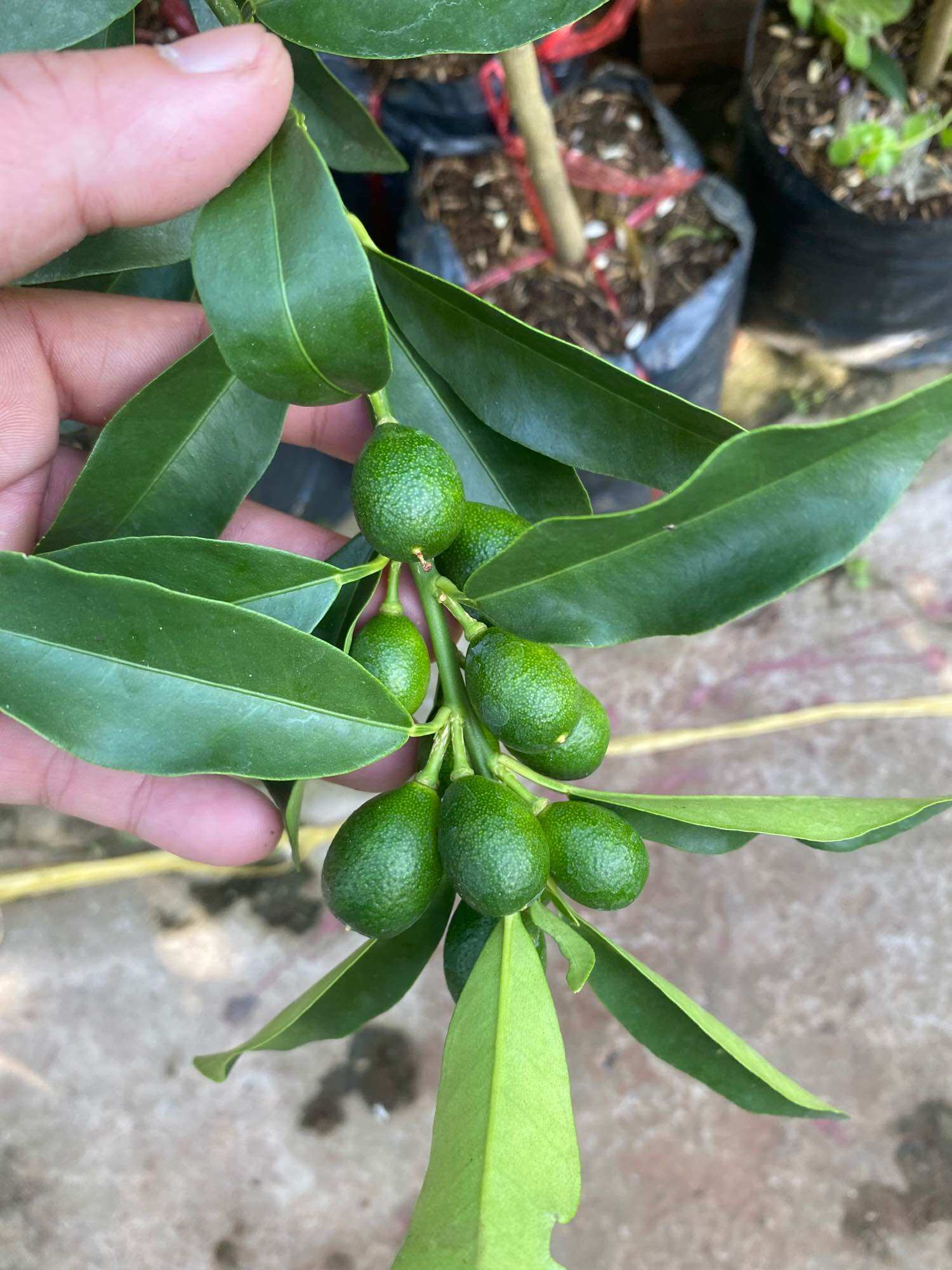 Cây tắc thái vỏ ngọt