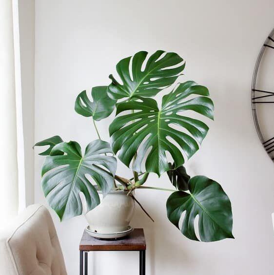 Cây Trầu bà Mỹ Monstera Delicio thân 4-6 lá, rễ sâu, cây khỏe