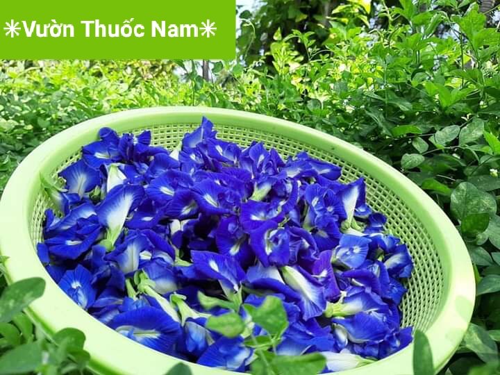 Cây giống hoa đậu biết cánh kép