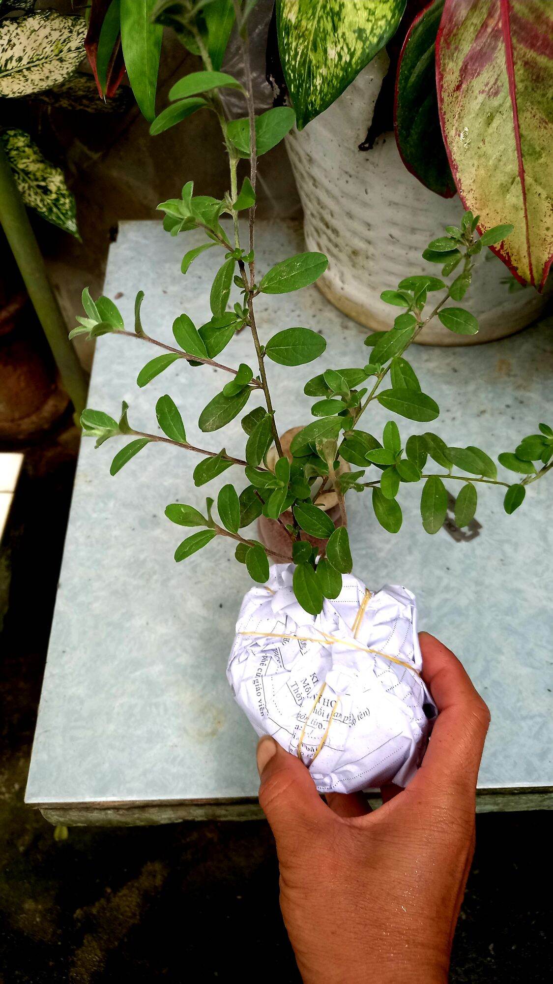 Cây hoa thanh tú .2 bầu cây giống