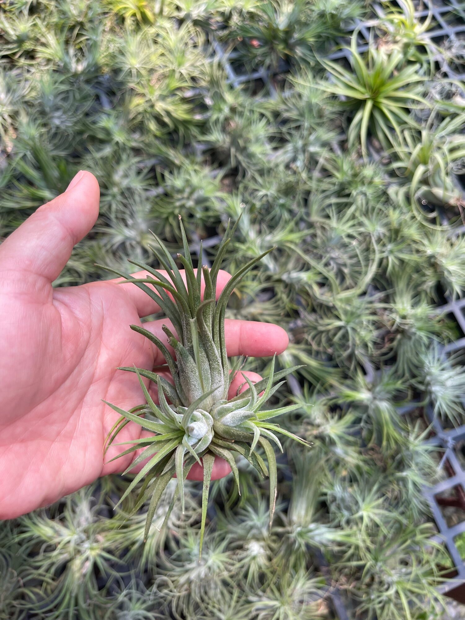 Cây không khí thạch thảo (tillandsia)