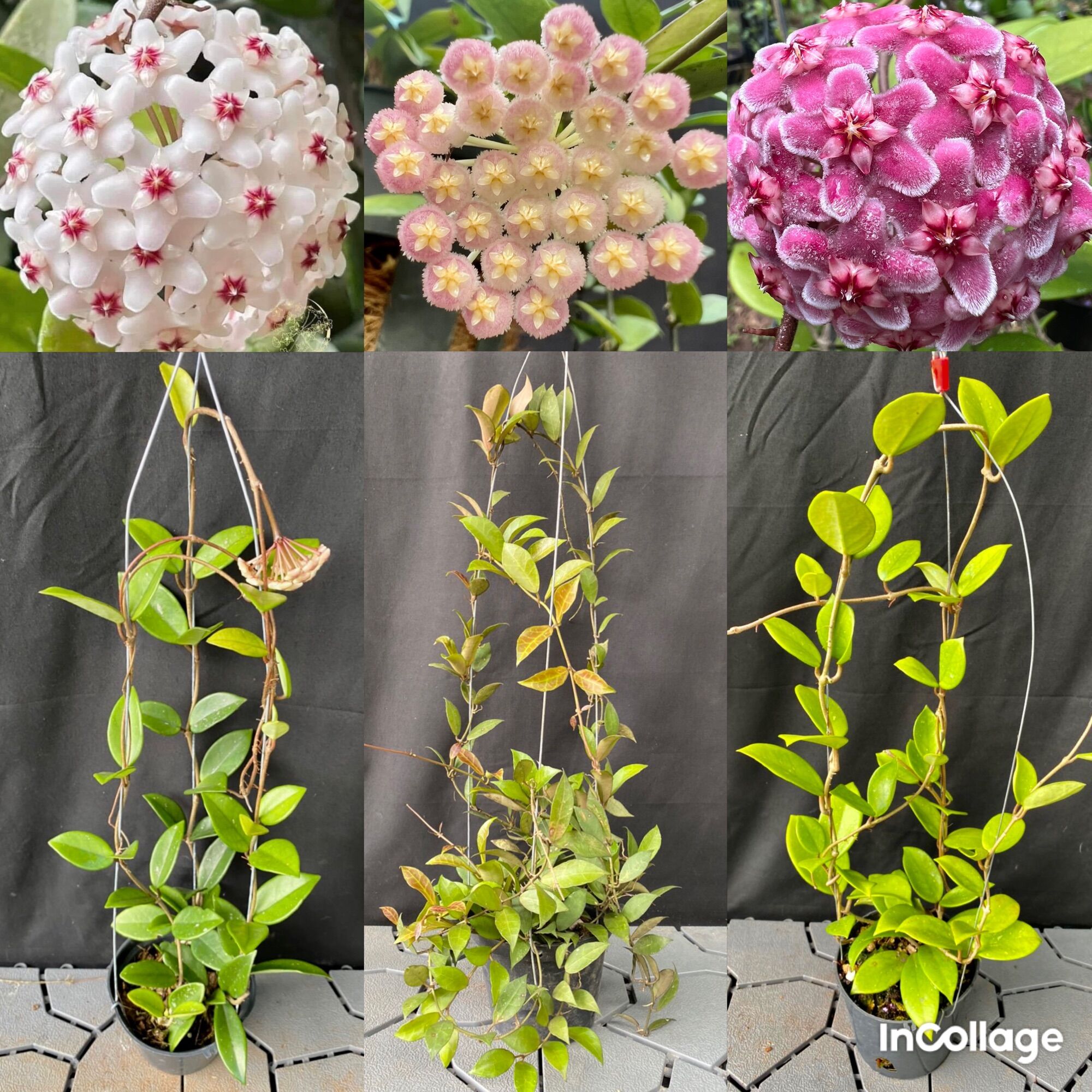 Set 3 chậu hoa Cẩm cù hoya khác nhau sắp hoa carnosa white, pink new, rebecca kích thước như hình, hoa thơm, ra hoa quanh năm