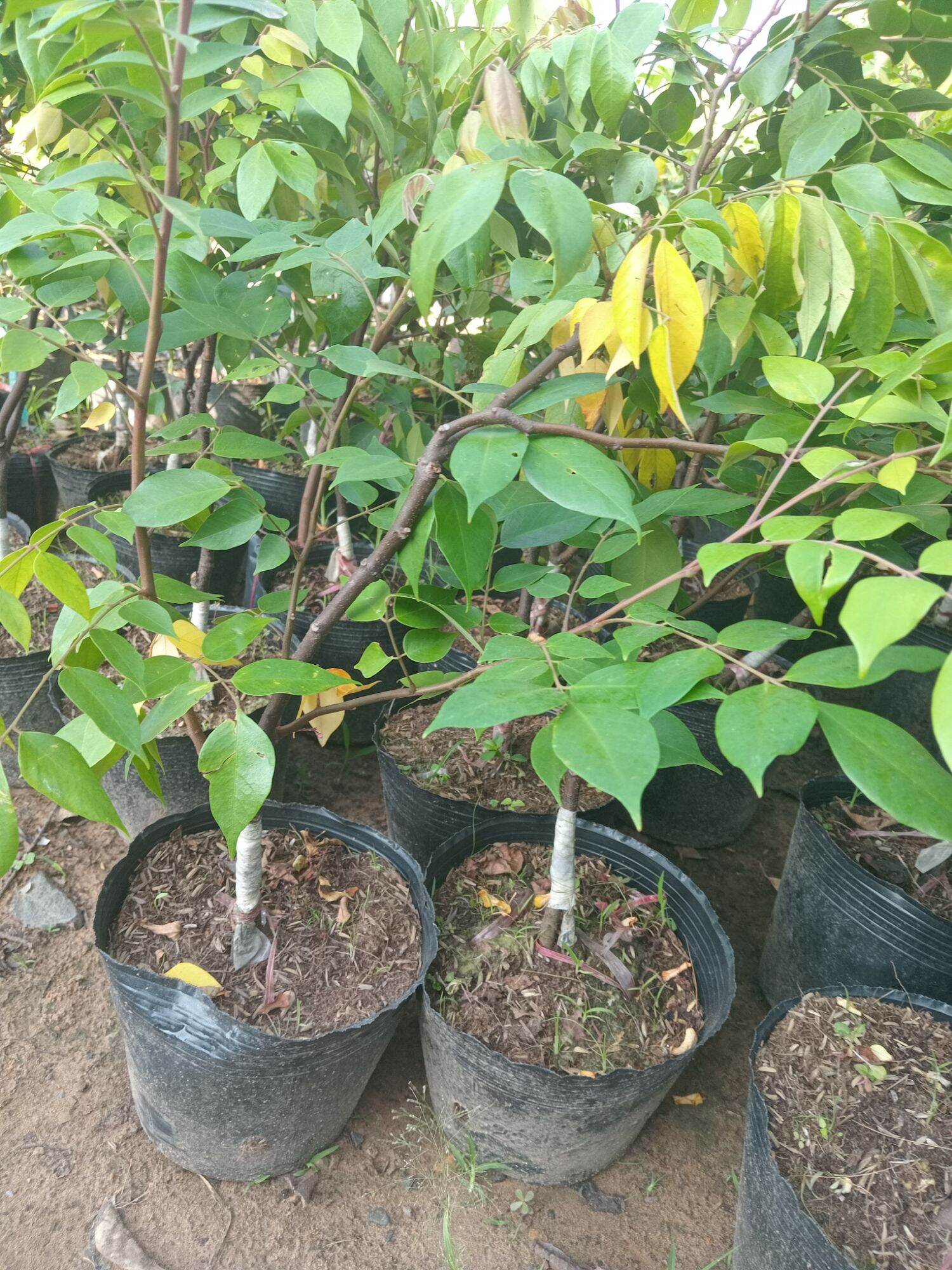 Cây khế chua , khế ngọt