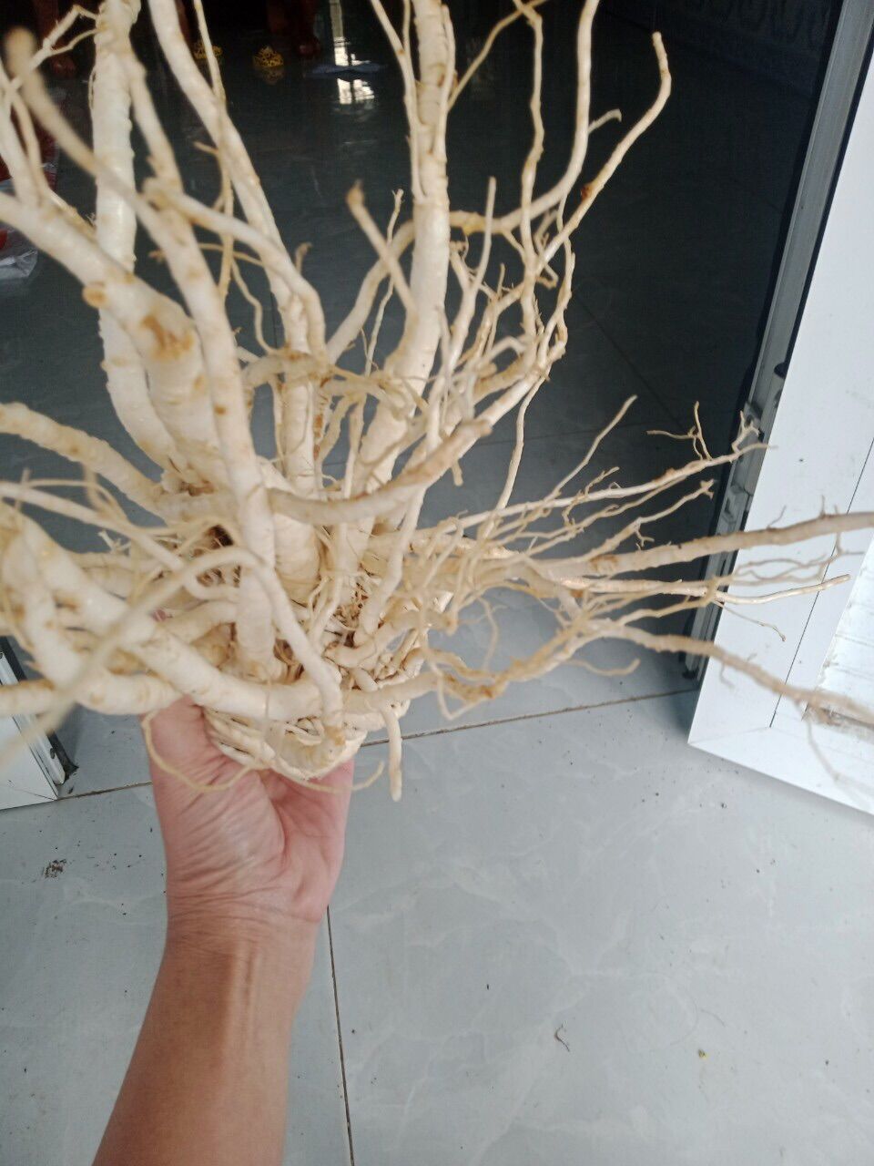 Sâm đương quy tươi Tây Bắc( combo 3kg=150k)
