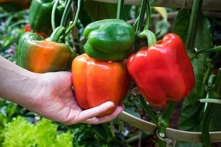 40 hạt giống ớt chuông mix màu