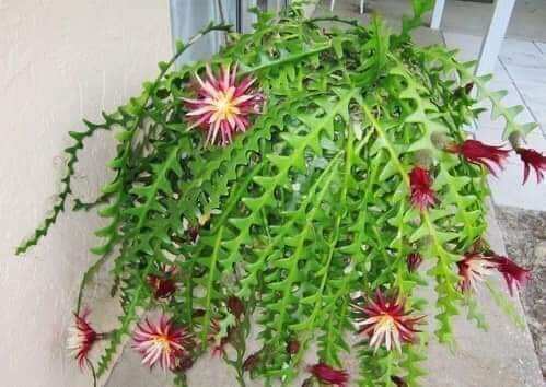 Cây Quỳnh Xương cá Mexico