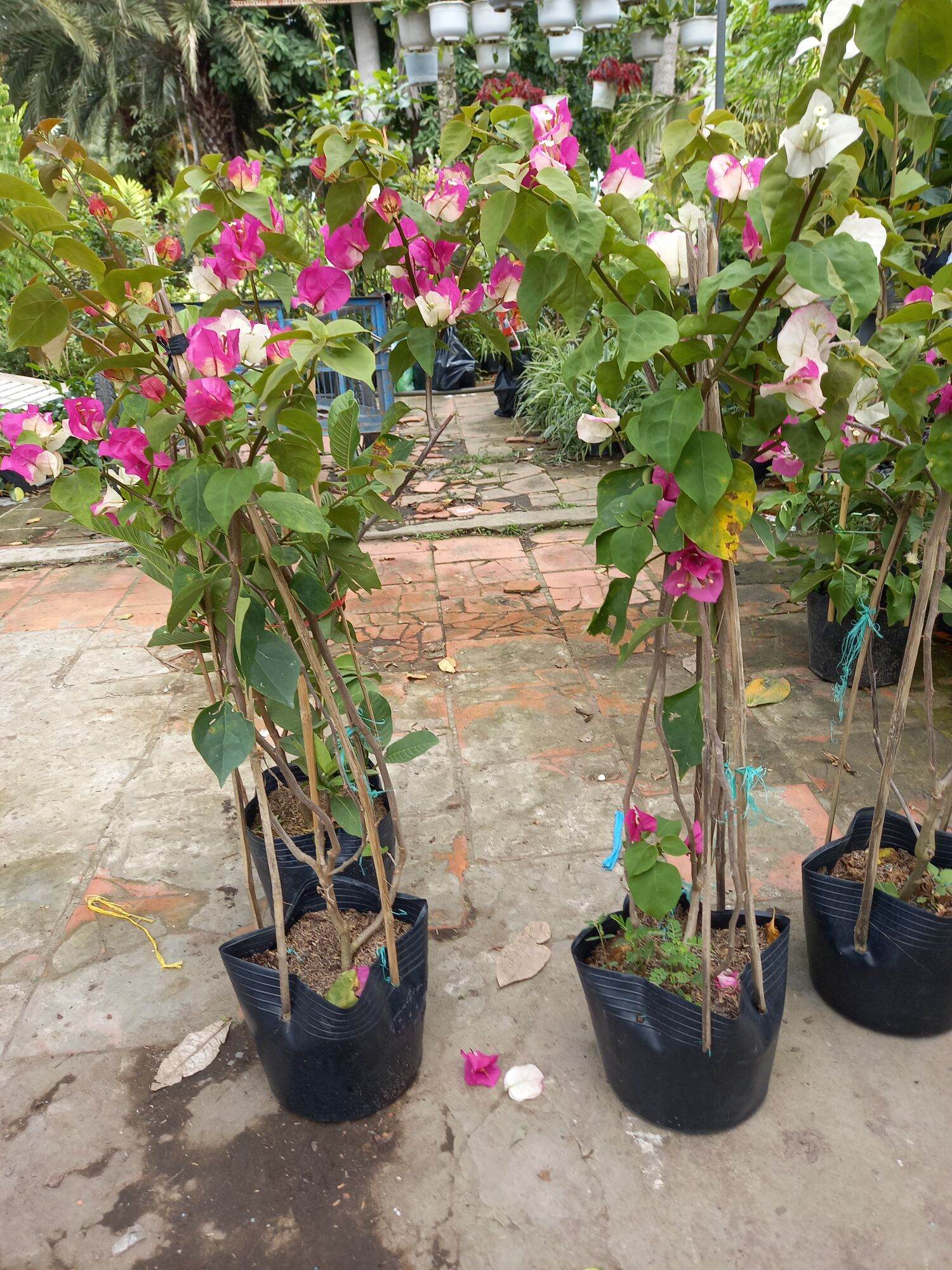 cây giấy ấn độ đổi màu