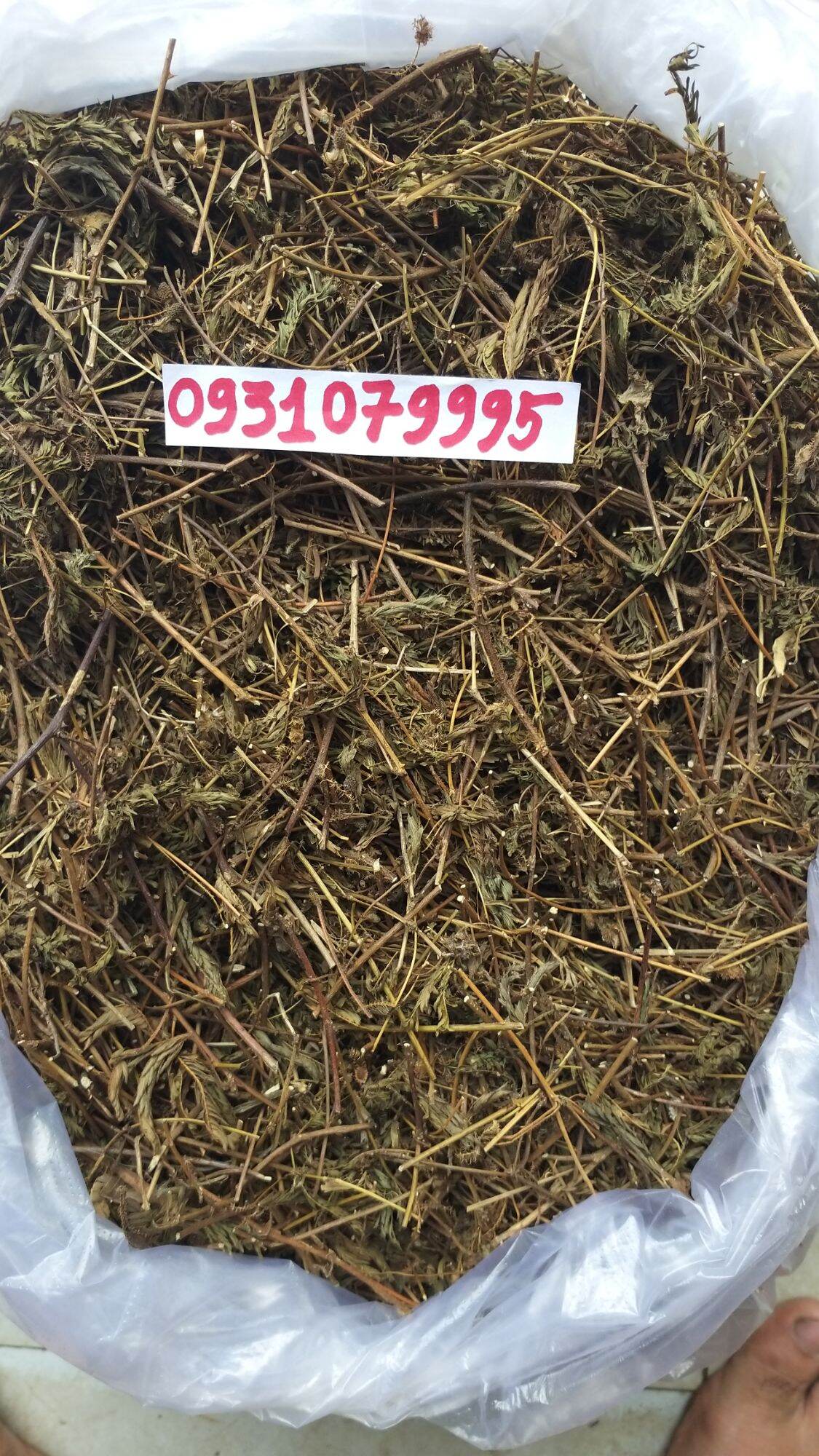 cây mắc cỡ - cây xấu hổ phơi khô 1kg