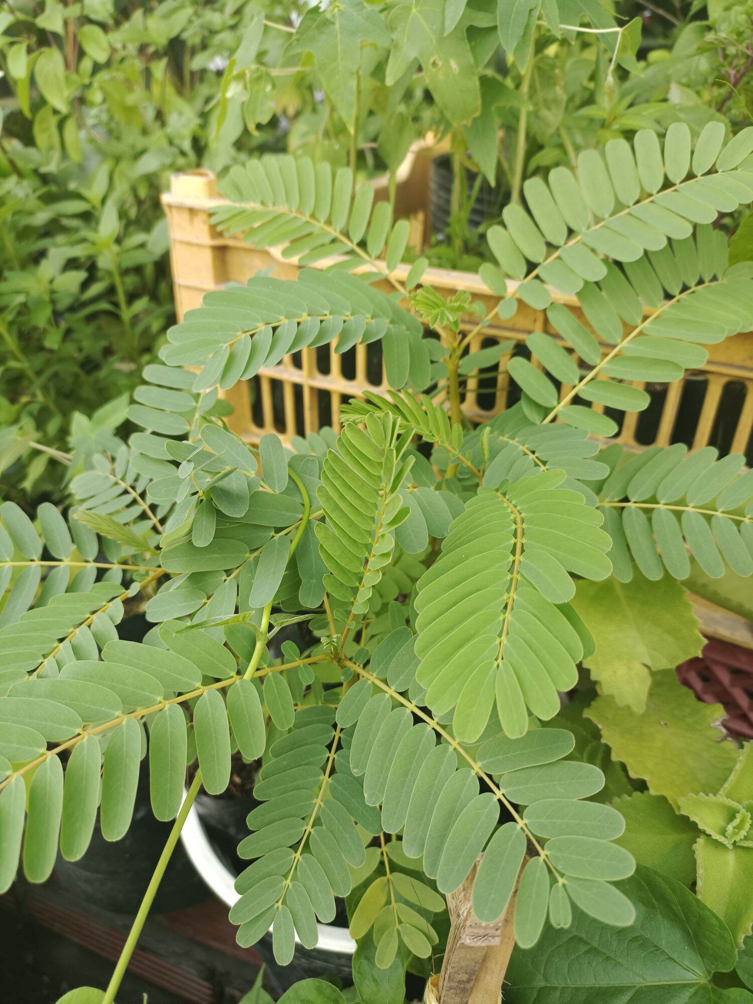 1 cây so đủa tứ quý lùn.