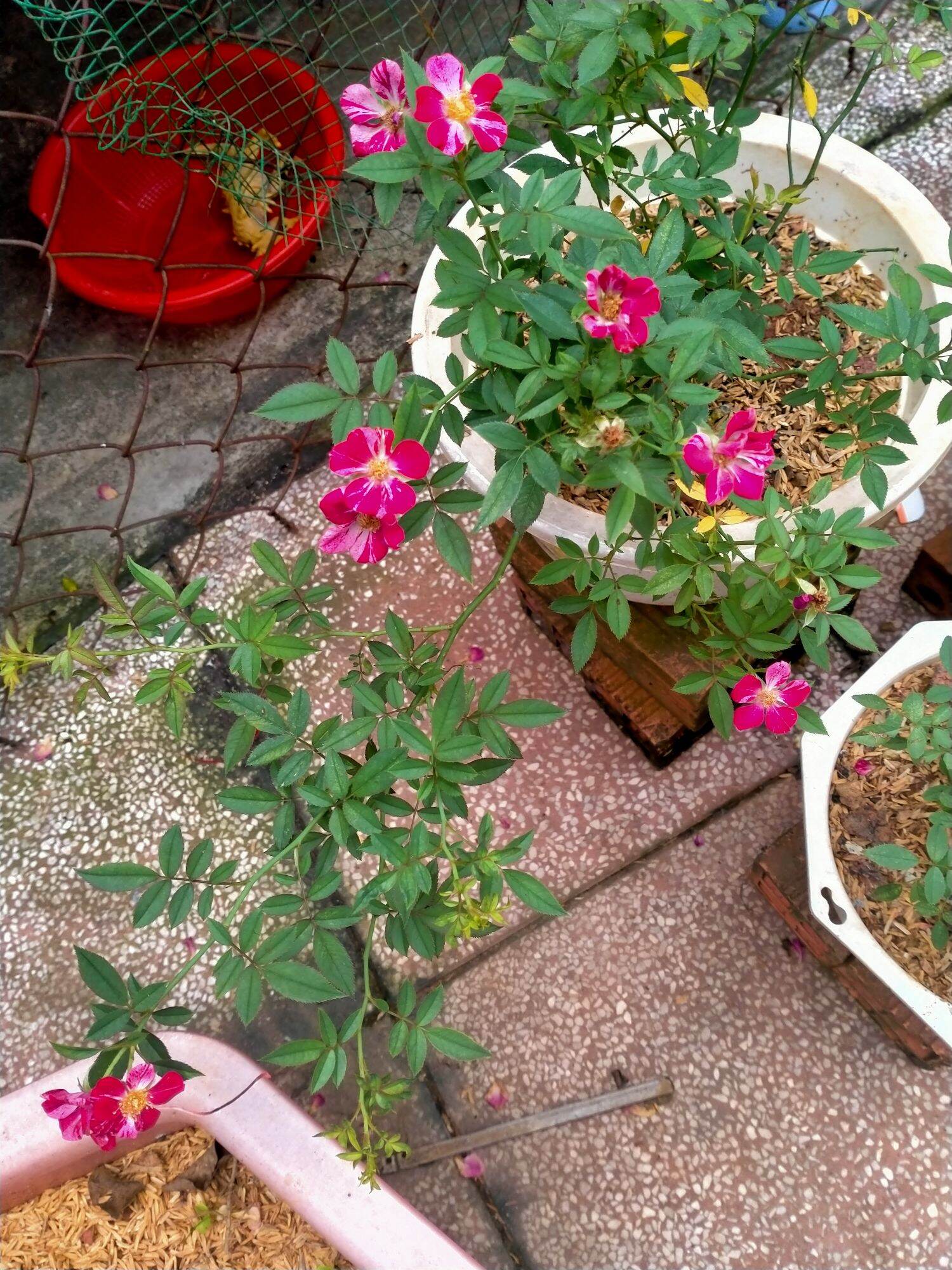 5kg -Phân Rơm hoai mục  miền tây