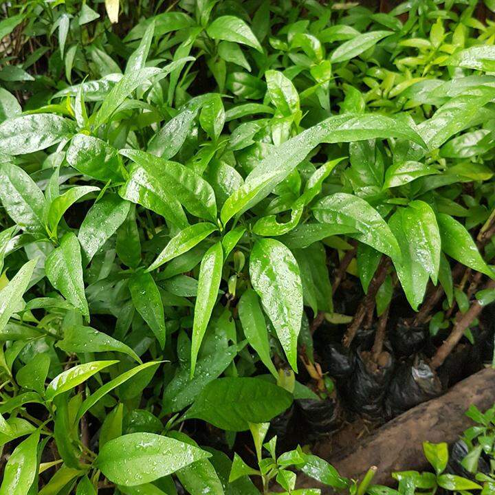 Combo 5 cây hoàn ngọc trắng, 5 cây hoàn ngọc đỏ lh 0355276899