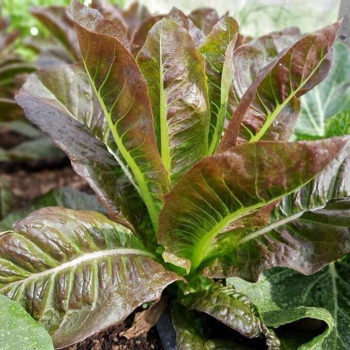 Hạt giống xà lách romaine tím