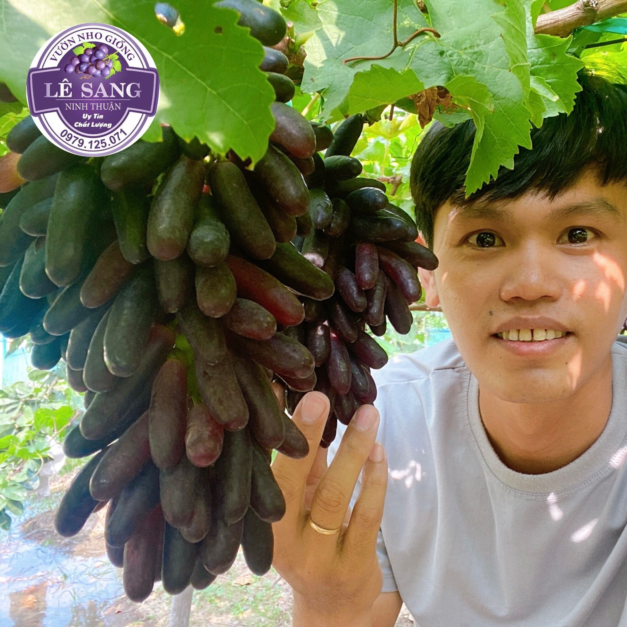 Cây nho ngón tay đen không hạt