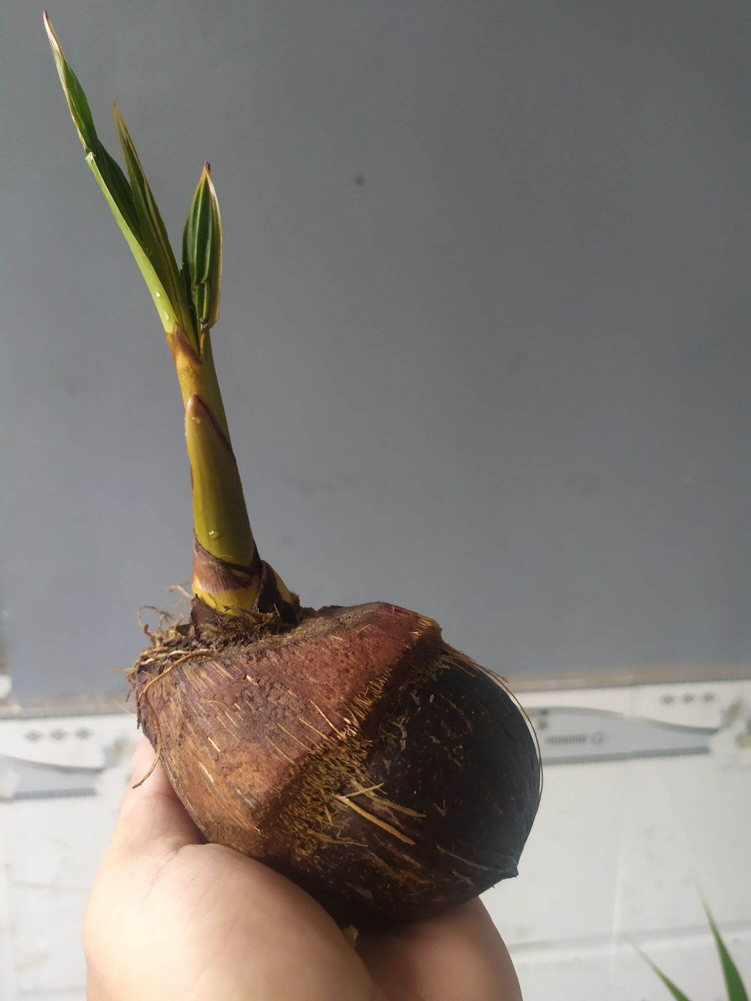 Phôi Dừa Bonsai mini - Đã đánh bóng gáo và lên lá