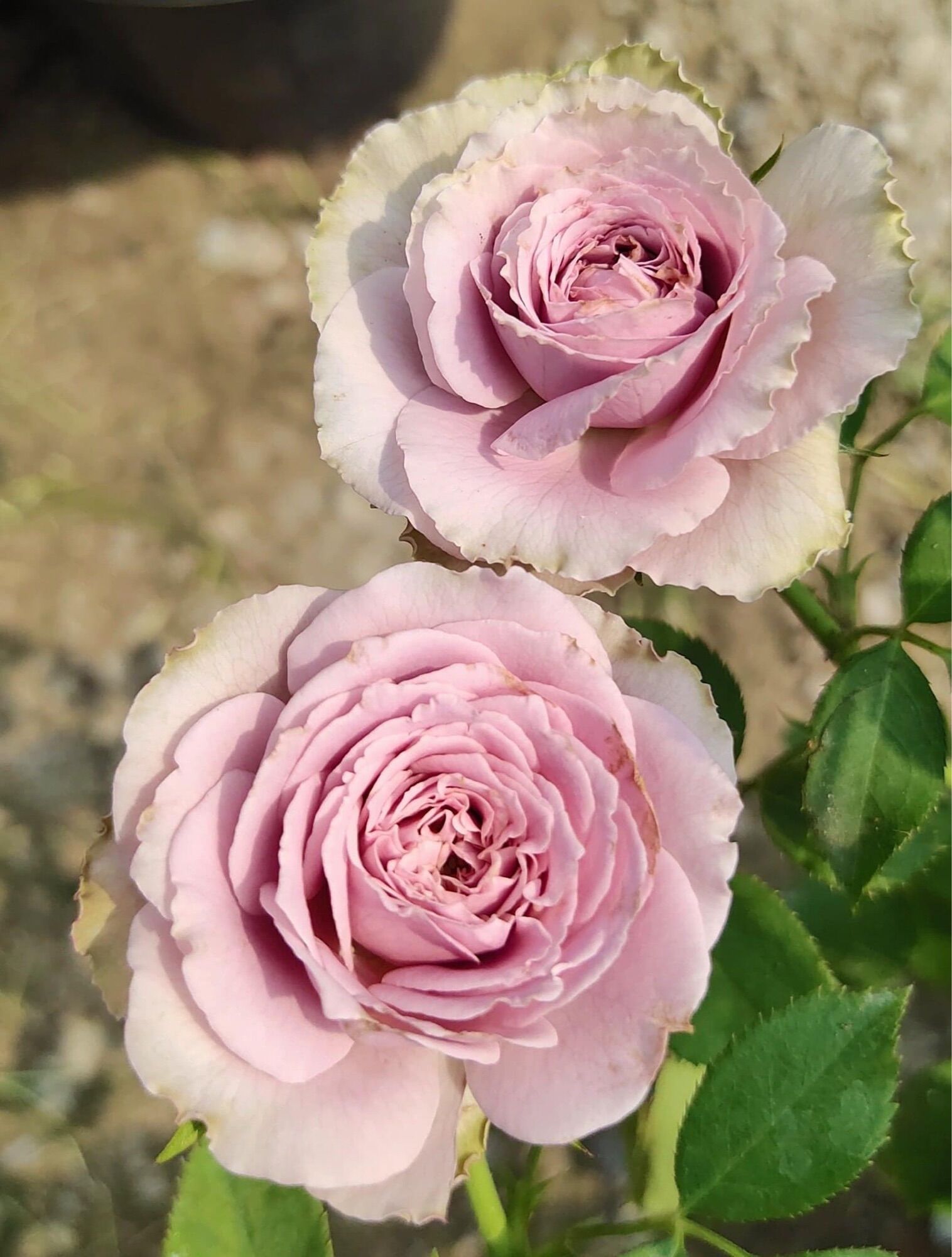 Hoa hồng Lilac Classic Rose - hồng bụi, hoa thơm