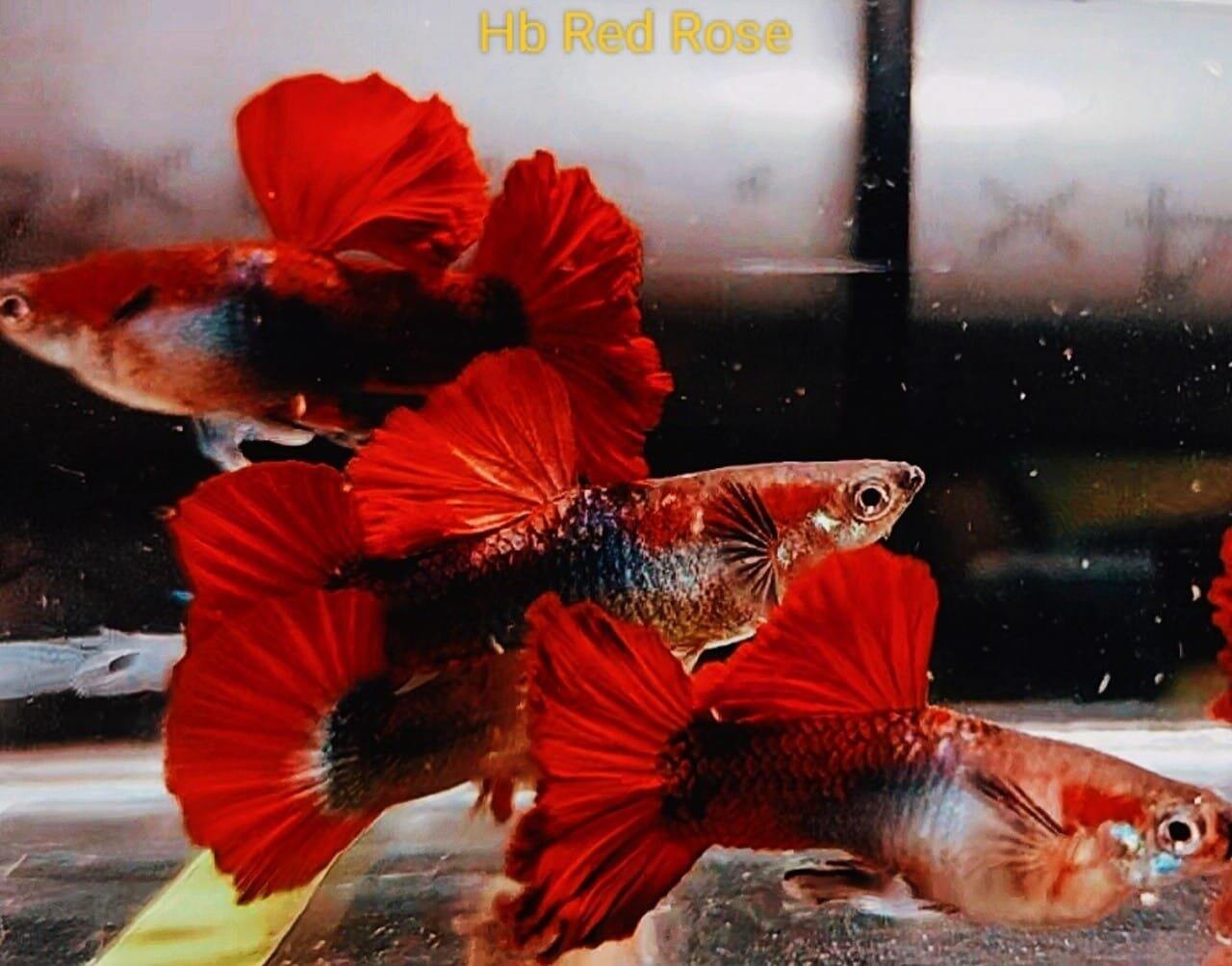 Hb red - 7 màu trang trí