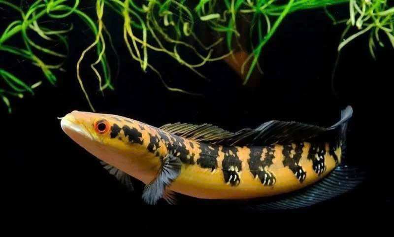 Lóc vảy rồng vàng yellow sentarum