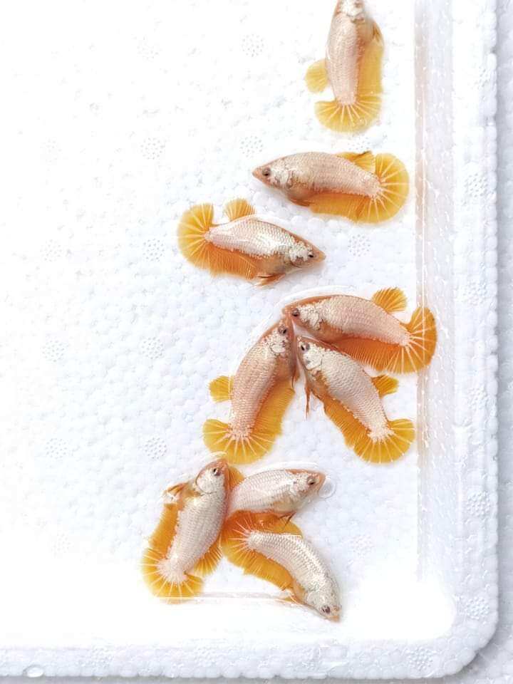 BAO VẬN CHUYỂN 1 ĐỔI 1 CẶP BETTA RỒNG VÀNG SIZE TO ĐẸP