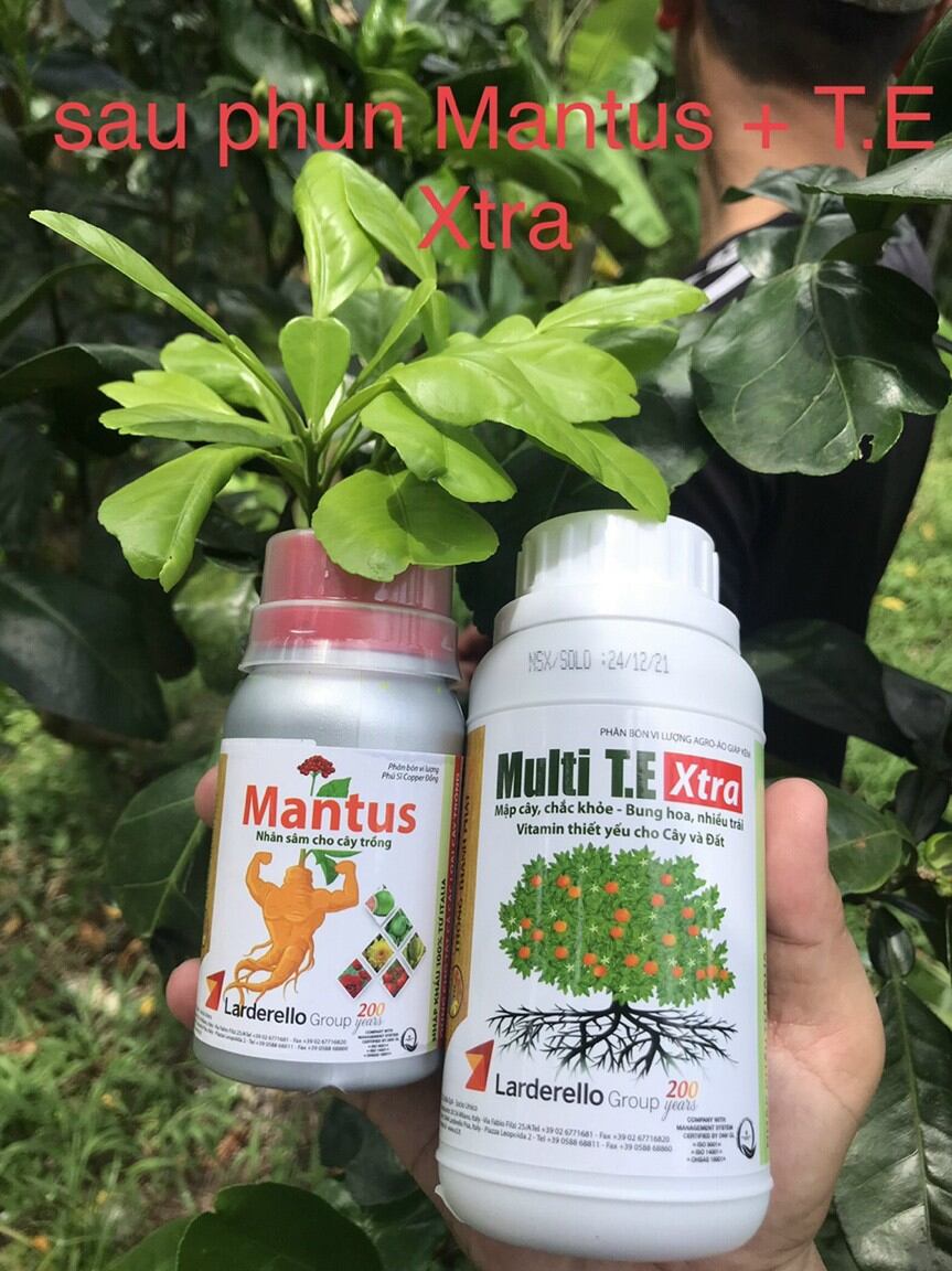 mantus nhân sâm cây trồng