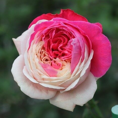 Hoa hồng Tamaki rose - hồng bụi, hàng sưu tầm
