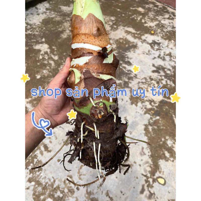 Cây ráy voi (củ giống to có rễ)