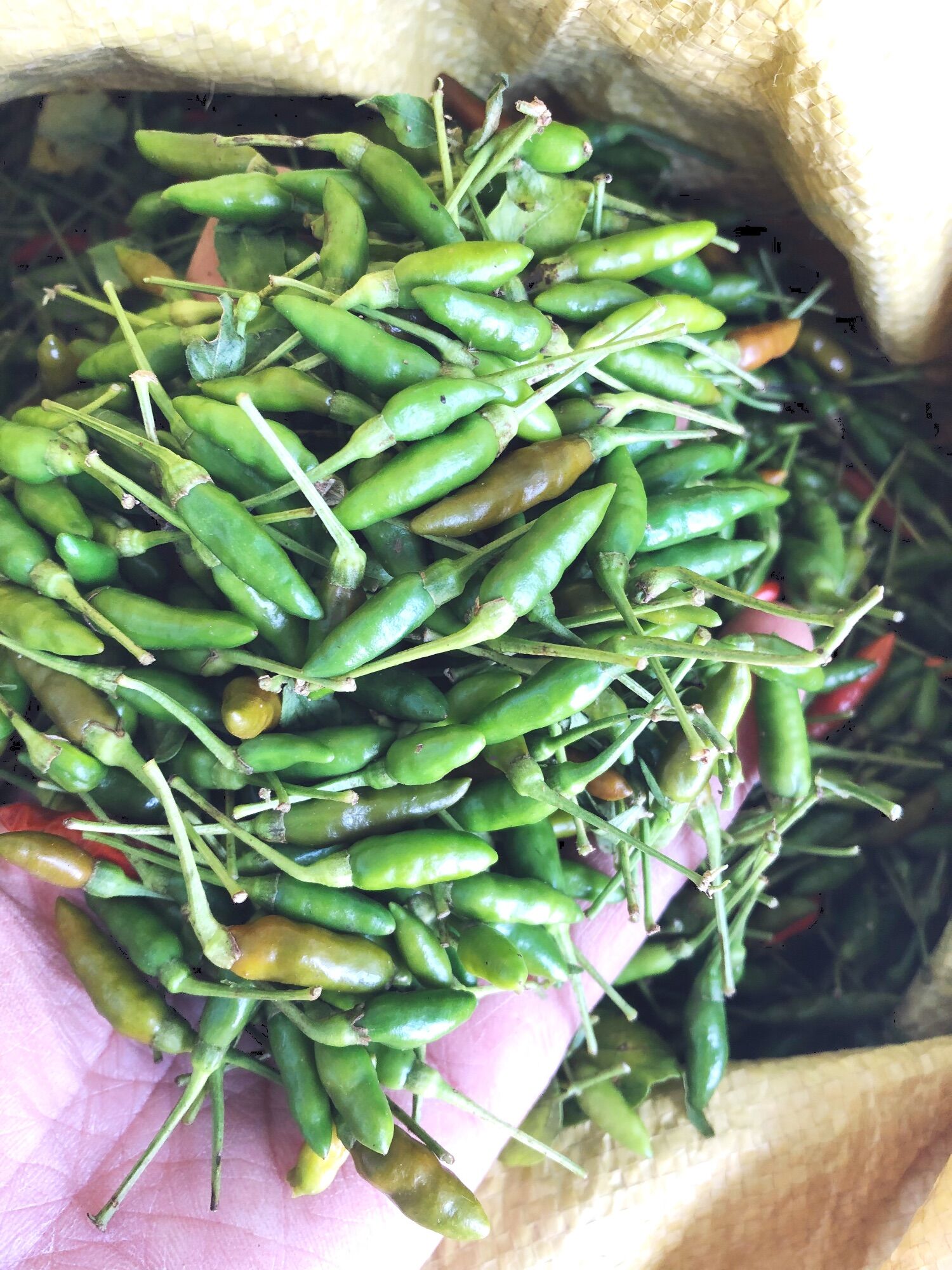Ớt thóc xanh Tây Bắc 150k/kg