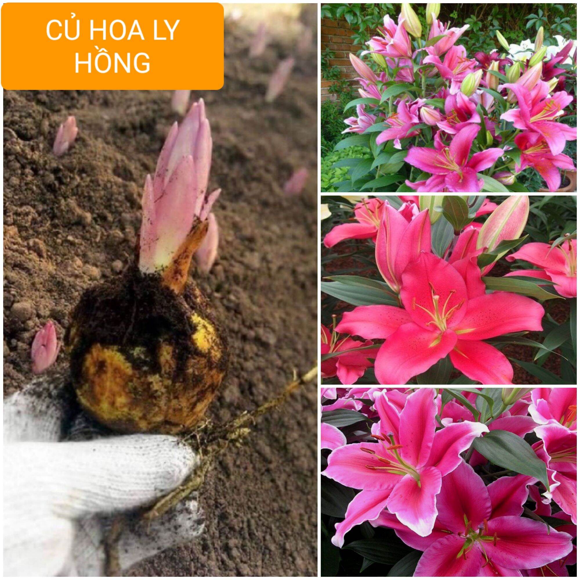 Combo 30 củ hoa ly cao hoa thơm