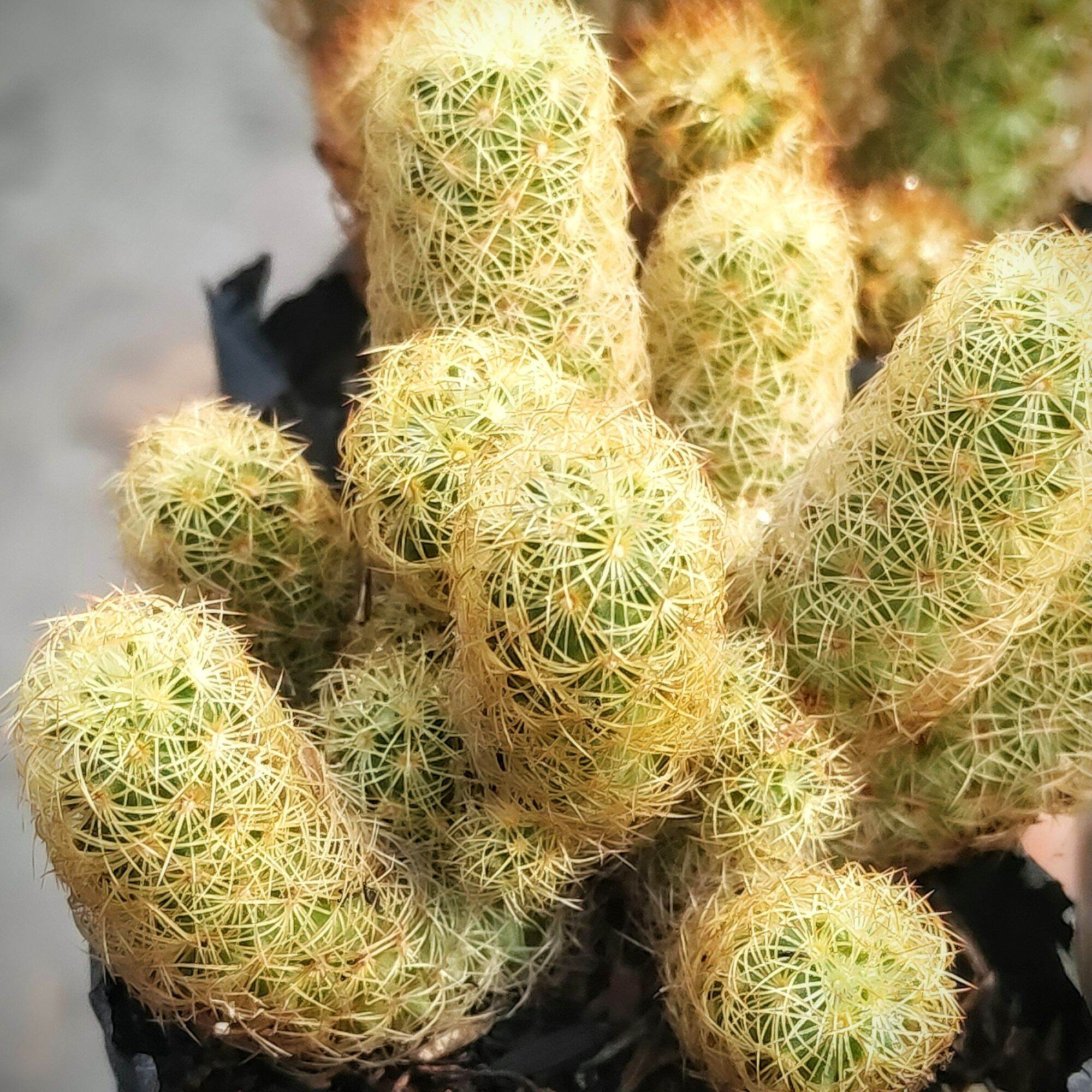 Xương rồng Thạch trụ thiên vàng