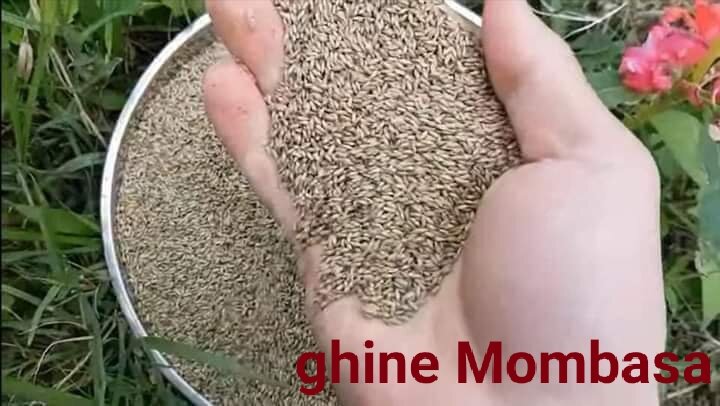 mombasa (cỏ sả lá lớn )100g thái lan