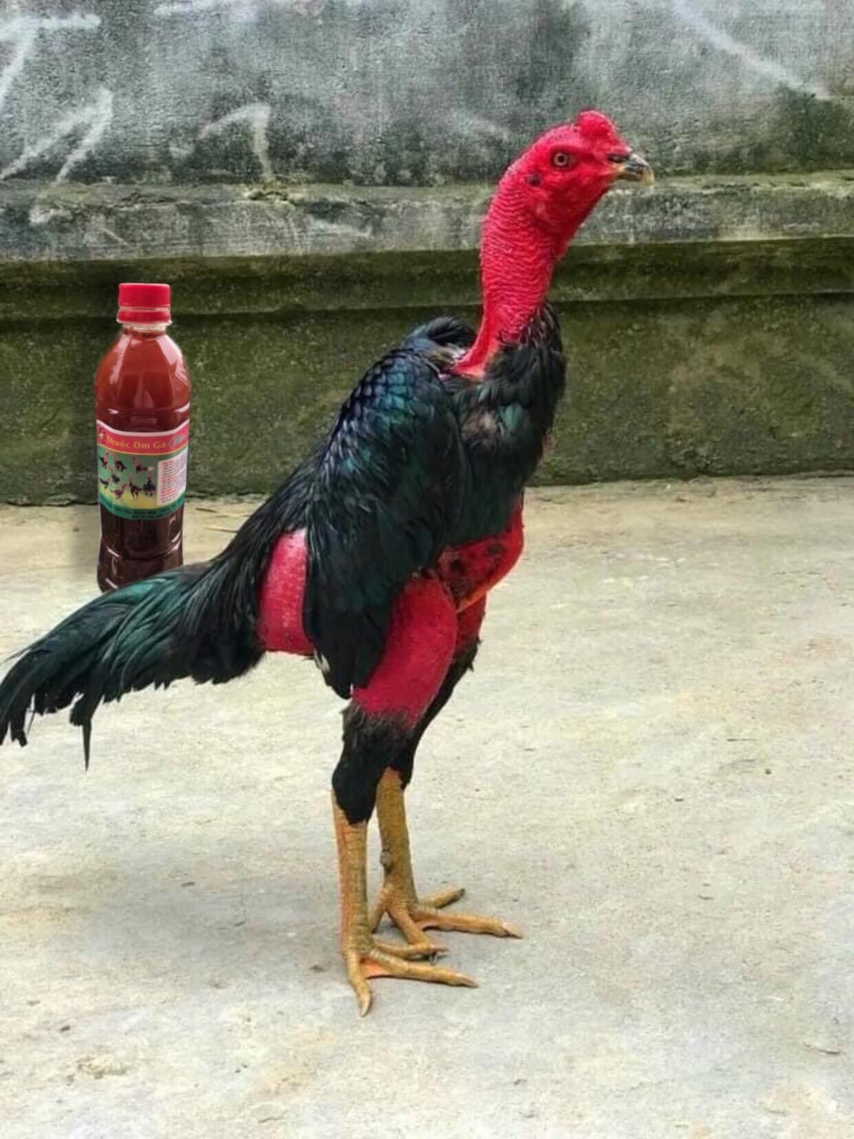 Breast tie chicken bottle