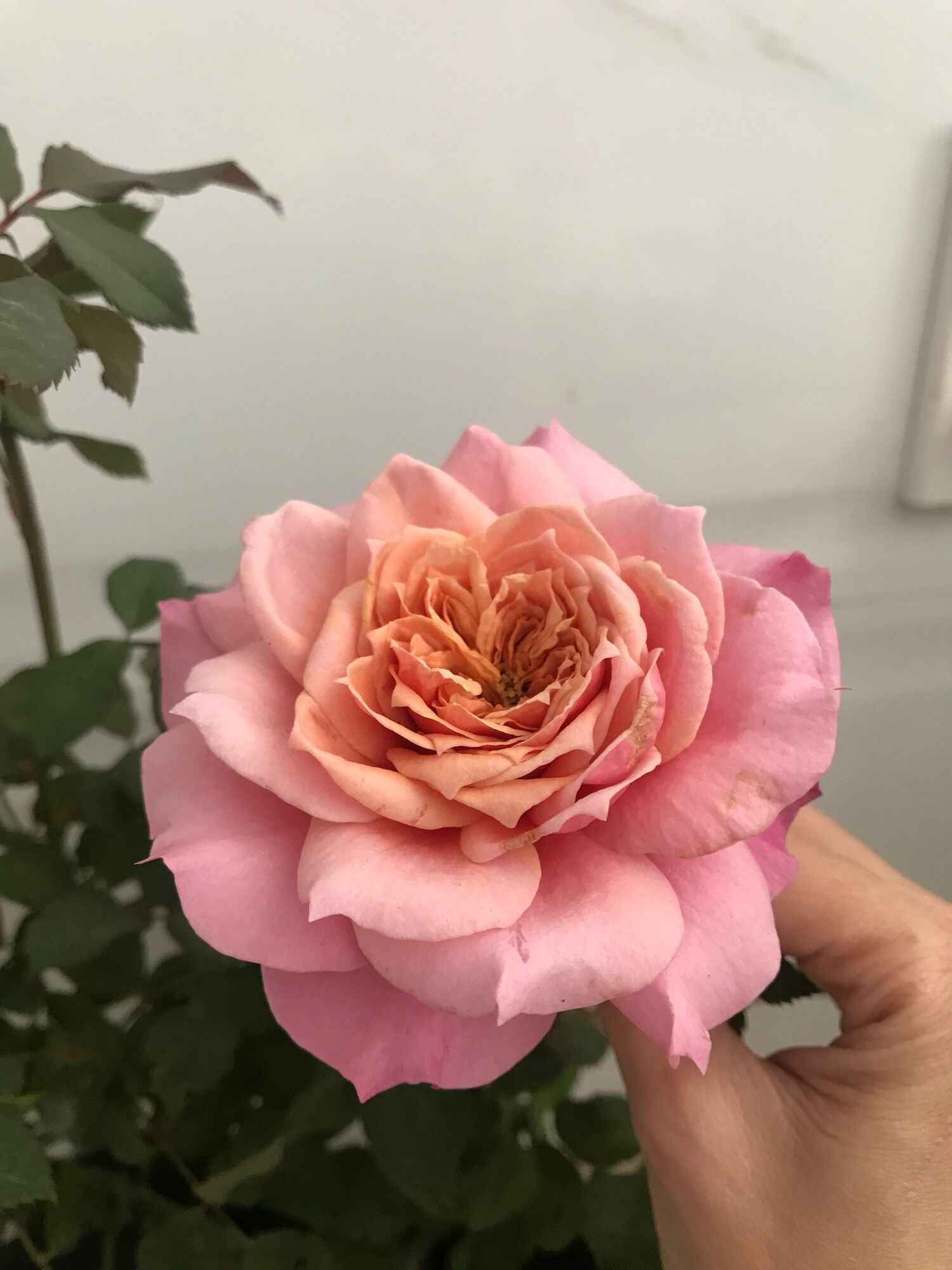 Hoa hồng ngoại Miyabi rose
