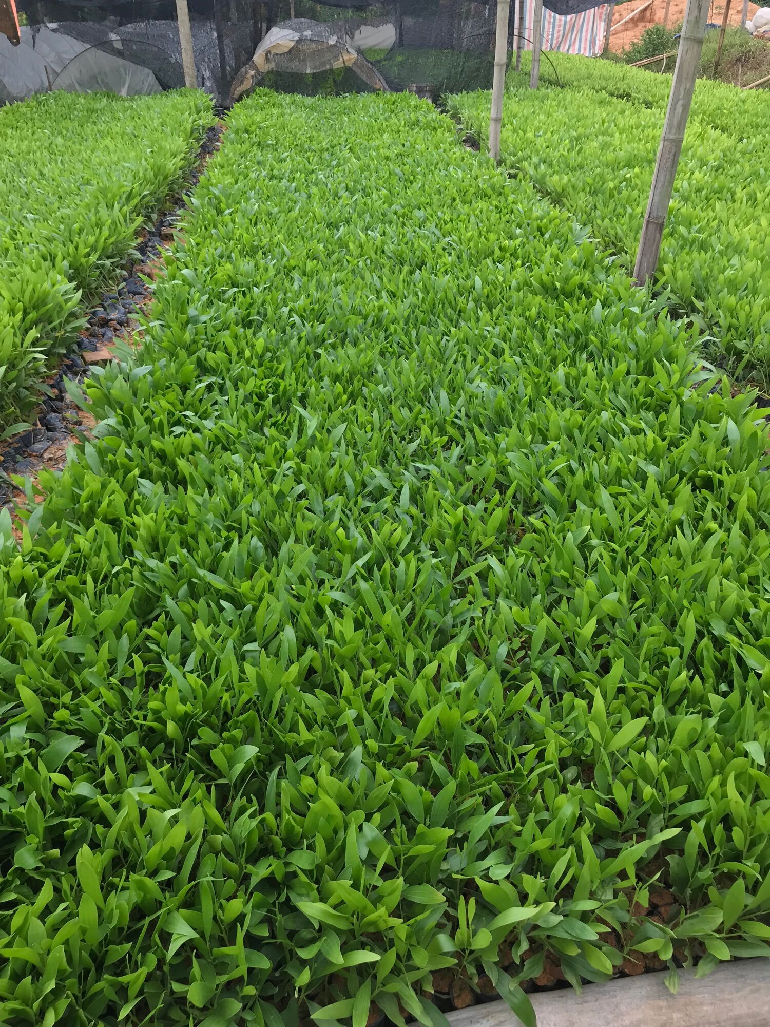 10 cây giống keo lá tràm