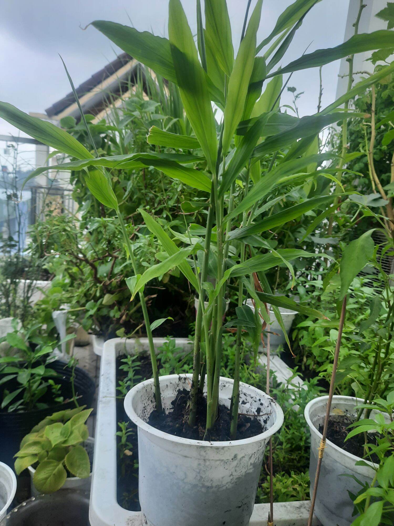HCM _ Chậu cây Gừng