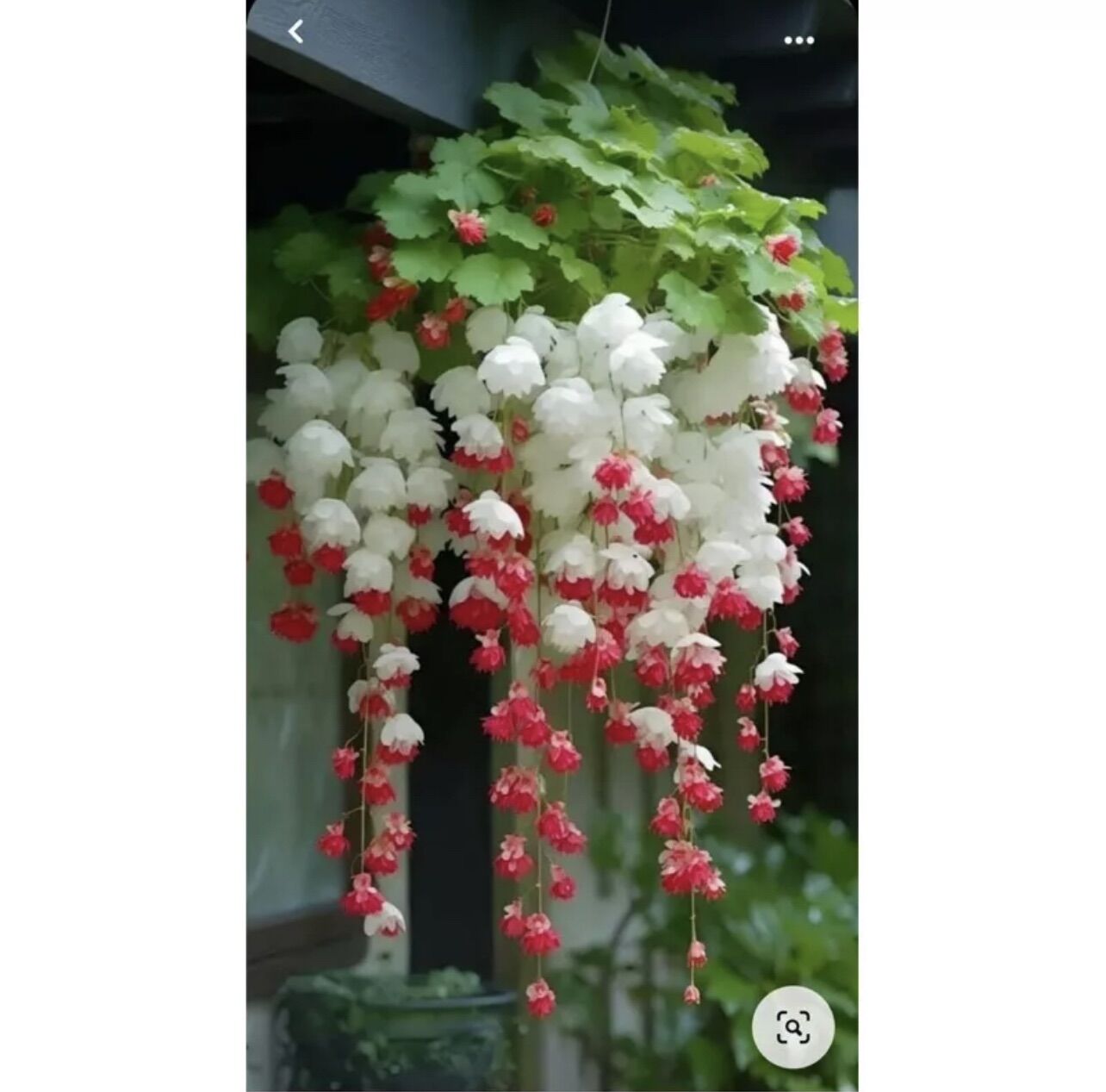 Hạt giống hoa chuông gió(gói 100hạt)