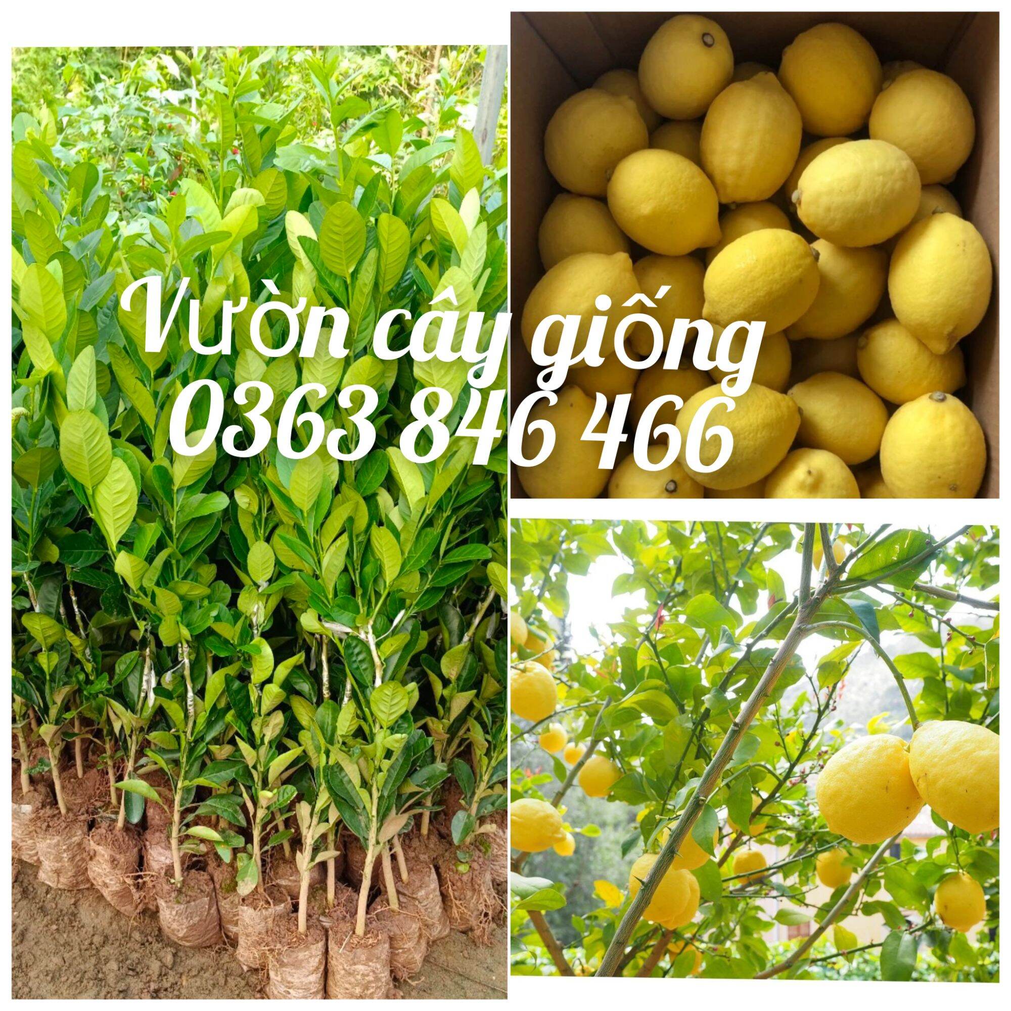 Cây giống chanh vàng mỹ không hạt