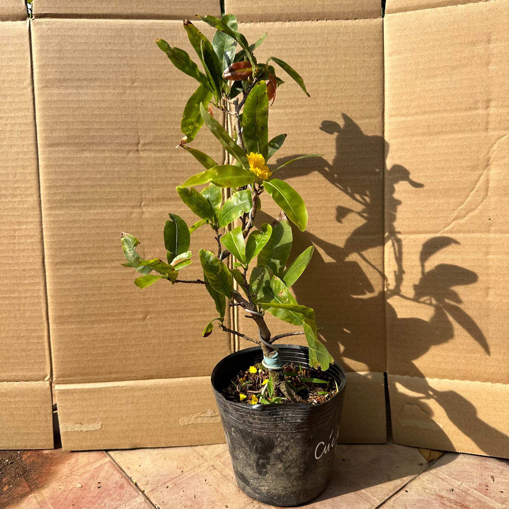 Cây mai hoàng huyết long - mini bonsai