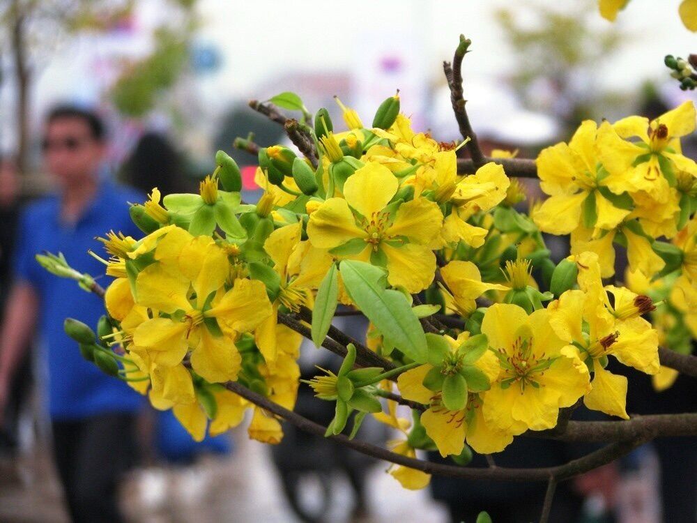 Mai vàng yên tử