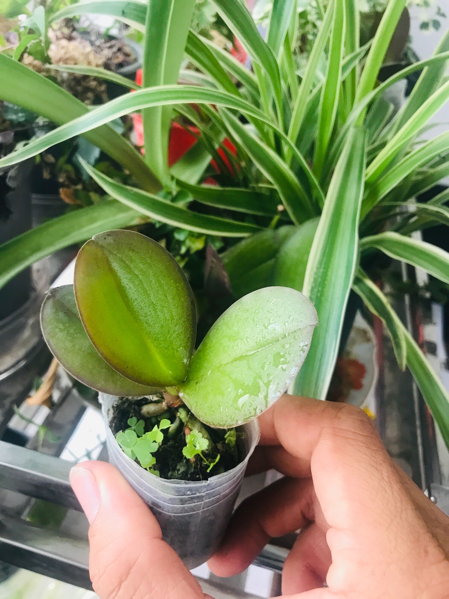 Hồ Điệp Giống 5 Cây 100k